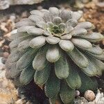 Saxifraga mutata List