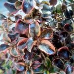 Coprosma repens Leaf