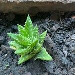 Aloe juvenna Folha