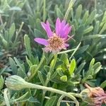 Dimorphotheca jucunda Çiçek