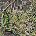 Eleocharis multicaulis अन्य