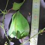 Smilax febrifuga 其他