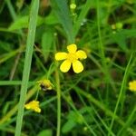 Ranunculus flammula Fula