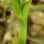 Polygonatum latifolium 樹皮