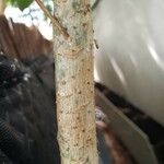 Akebia quinata 樹皮