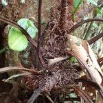 Asplenium bipartitum Bark