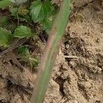 Bromus sterilis Blad