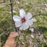 Prunus dulcisBlomst