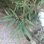 Phyllostachys sulphurea Folha