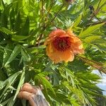 Paeonia delavayi Blüte