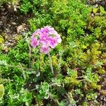 Androsace sarmentosa Flower