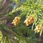 Cryptomeria japonica Blomma