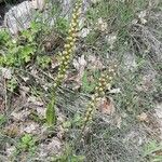 Orchis anthropophora Natur