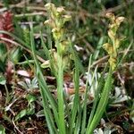 Chamorchis alpina Habitus