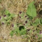 Arctium × nothum Plante entière