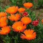 Lampranthus aureus Flor