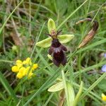 Ophrys insectifera Hábito