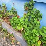 Pelargonium zonale Leaf