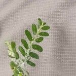 Phyllanthus niruri 葉