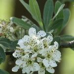 Pyrus elaeagrifolia 花