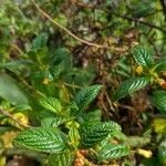 Besleria lutea Leaf