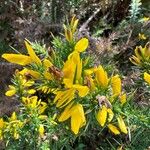 Ulex gallii Flower