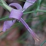 Prenanthes purpurea Fleur