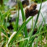 Carex parviflora Цвят