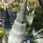 Agave americana Blad