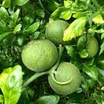 Citrus trifoliata ഫലം