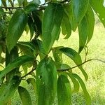 Nectandra membranacea Feuille