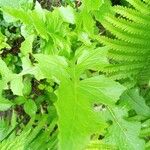 Lactuca biennis Leaf