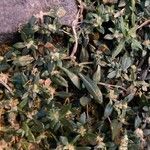 Guilleminea densa Blatt