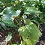 Cardiocrinum giganteum Blatt