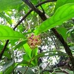 Psychotria platypoda Λουλούδι