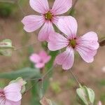 Gypsophila vaccaria ᱵᱟᱦᱟ