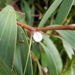 Hakea laurina Λουλούδι