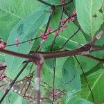 Persicaria virginiana Casca