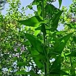 Hesperis matronalis Folha