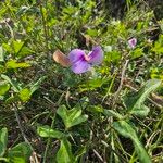 Vigna frutescens Blüte