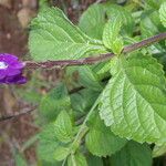 Stachytarpheta frantzii ശീലം