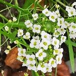 Lobularia maritimaÕis