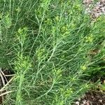 Euthamia occidentalis Hoja