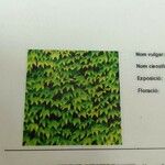Acer platanoides Levél