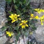 Biscutella intermedia Flower