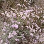 Limonium tuberculatum Hábito