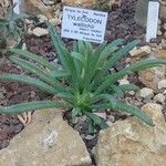 Tylecodon wallichii Habit