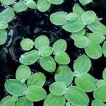 Pistia stratiotes 葉