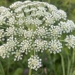 Libanotis pyrenaica 花