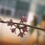 Polystachya concreta Flower